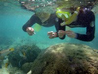 浅瀬でお魚観察