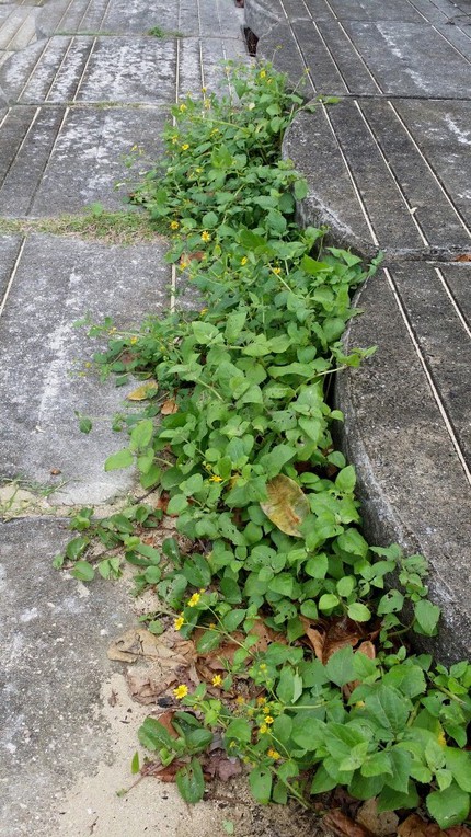 ちょっと変わった植生管理法　アオサマルチング