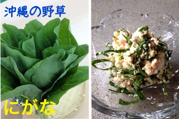 沖縄の野草「にがな」