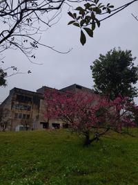 ❀　沖縄市　八重島公園　❀
