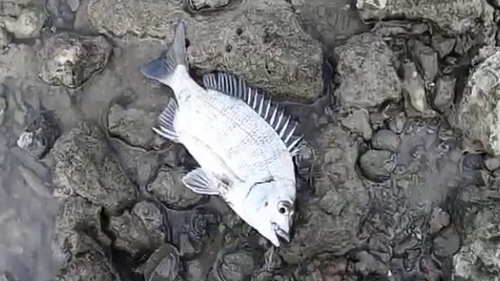 沖縄釣りライブ配信 チヌの時期なのでウキ釣りでチヌをガチで狙う 沖縄 釣り チヌ釣り 黒鯛 沖縄のブラチャティ よんなー沖縄