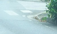 今日は残念な話 2017/08/04 14:53:56
