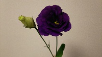 2016年終了 2016/12/31 00:21:57