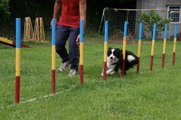 アジリティ－ 2009/10/03 16:16:55