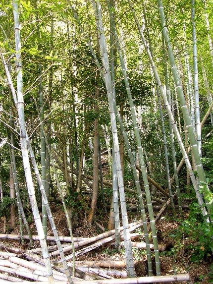 自然日記 竹藪の整理