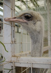 動物園の話 2012/11/26 21:48:45