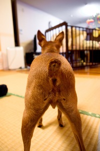 犬の話 2012/01/06 18:20:48