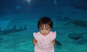 ちゅら海水族館へ行く