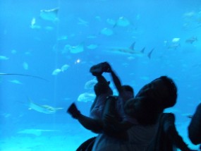 ちゅら海水族館へ行く