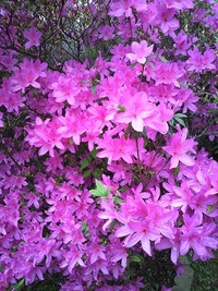 ビューティフォー！！ 2010/03/11 15:36:54
