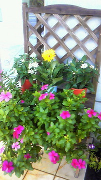 かえってきて～ 2009/10/16 12:14:17