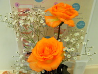 ４月のクリーンアップ 2011/03/31 16:04:49