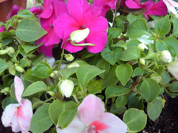 植え替え