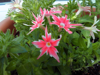 植え替え