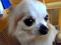 後輩だワン！ 2011/04/19 10:53:39