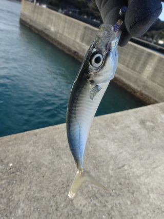 佐賀県離島遠征(初釣り)