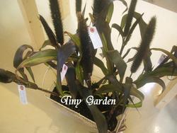 Tiny　Gardenさん☆