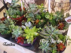 Tiny　Gardenさん☆