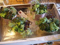 Tiny　Gardenさん 2010/04/06 15:25:13