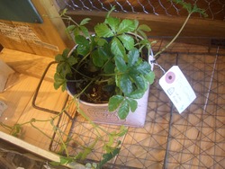 Tiny　Gardenさん