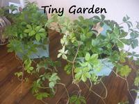 Tiny　Gardenさん