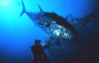 日中マグロ外交 2010/09/02 19:07:46