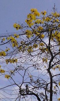 いっぺいの花 2009/02/18 18:02:11