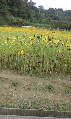 北中城村ひまわり畑